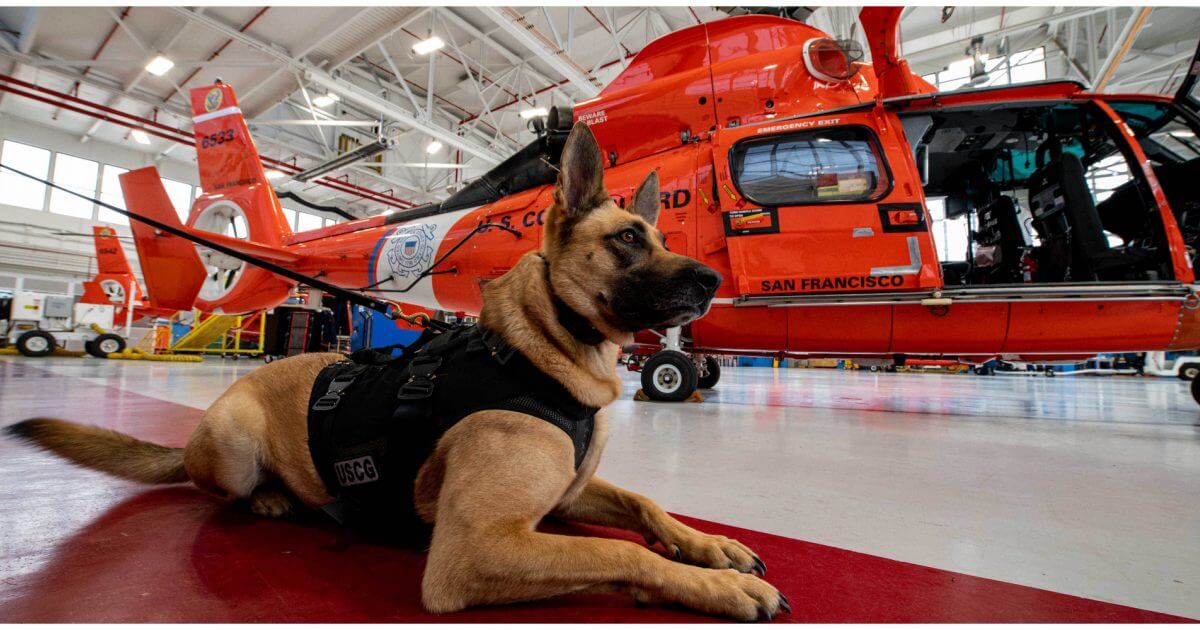 Coastie K9 Veteran and Dolphin Helicopter