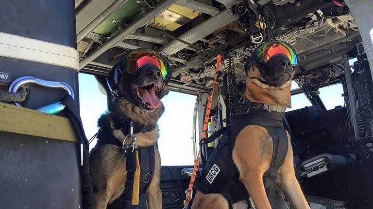 Coastie K9 Veteran dogs ready for action